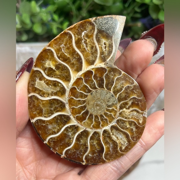 Dendritic Ammonite Pair - Picture 7 of 8